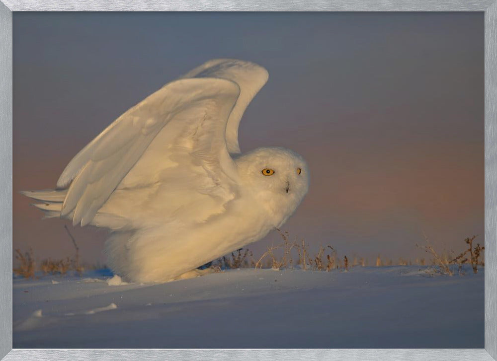 Snowy Owl Taking Off Poster