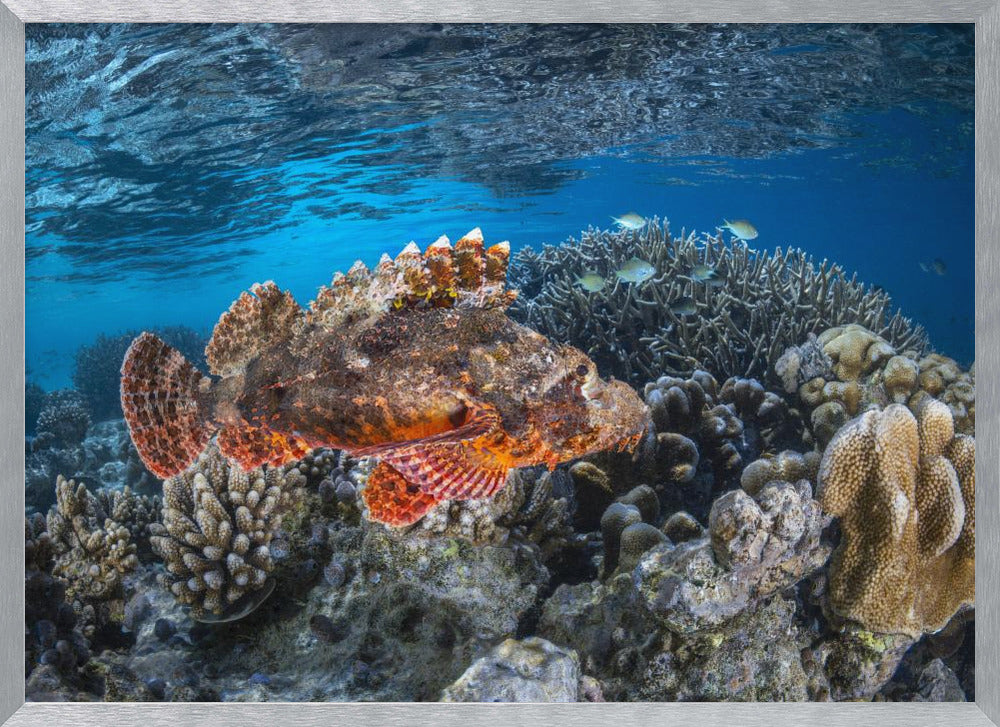 Tassled scorpionfish Poster