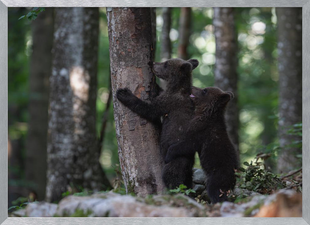 playing bear cubs 1 Poster