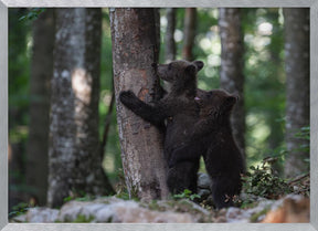 playing bear cubs 1 Poster