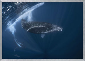 Humpback whale in active group Poster