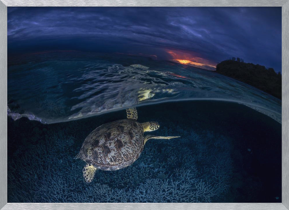 Green turtle at sunset Poster