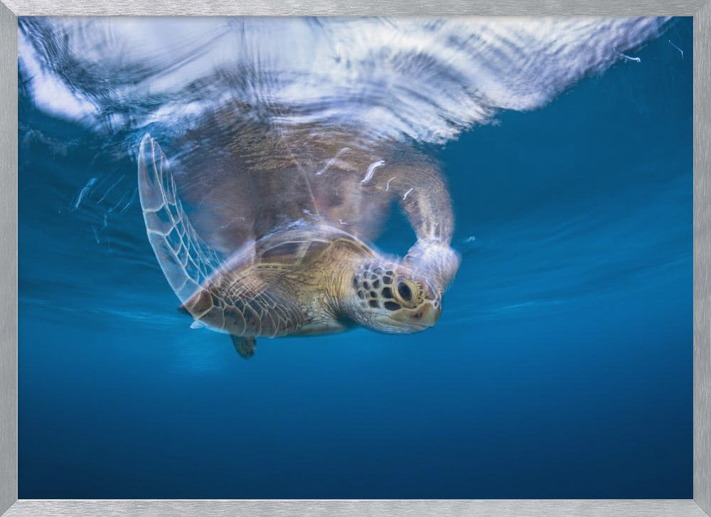 Swimming Green Turtle Poster