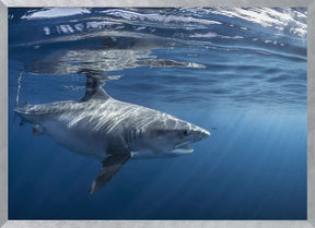 Encounter with a big tiger shark Poster