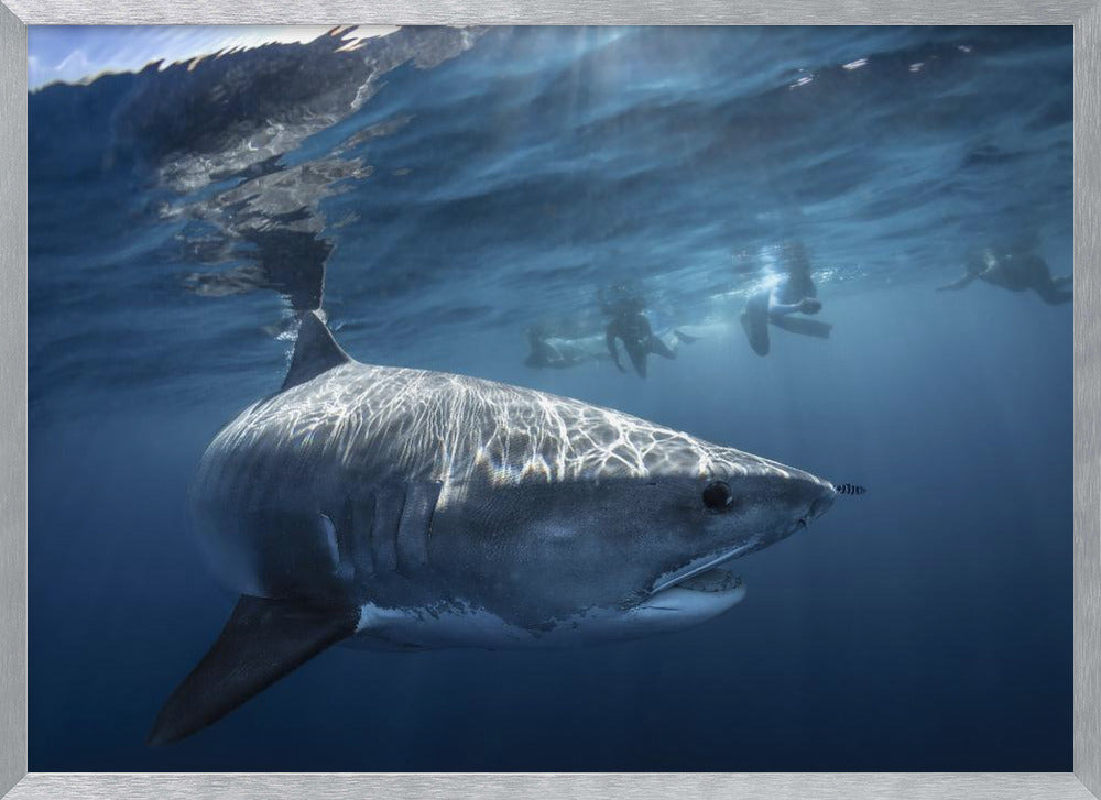 A Tiger shark is looking at me Poster