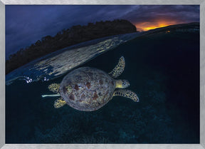 The green turtle and the blue hour Poster