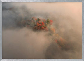 Foliage in the Fog Poster