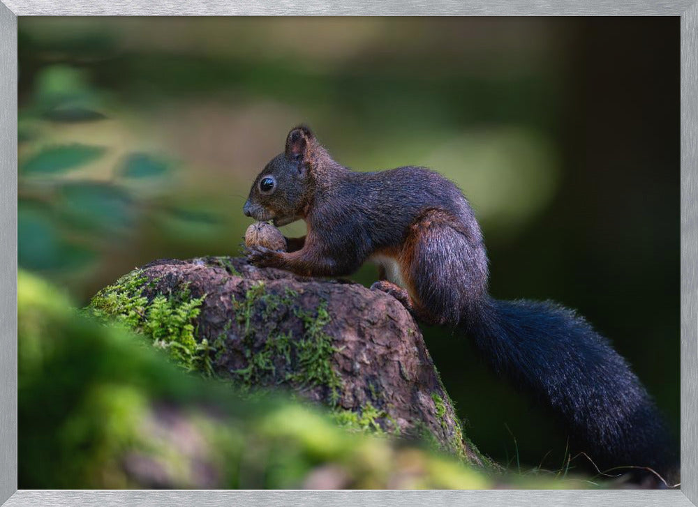 Squirrel with nut Poster