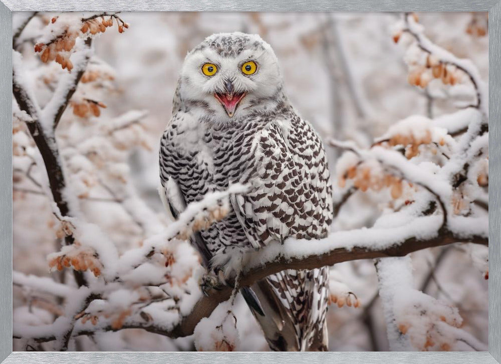 SnowOwl Poster