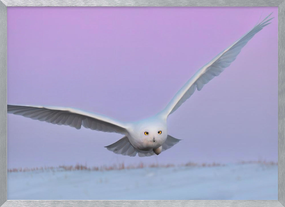 Snowy Owl in Flignt Poster