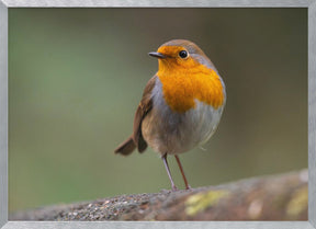 little robin 3 Poster