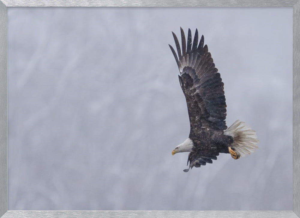 Bald Eagle in the Snow Poster