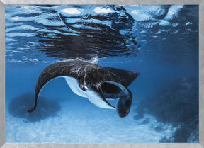 Manta Ray feeding Poster