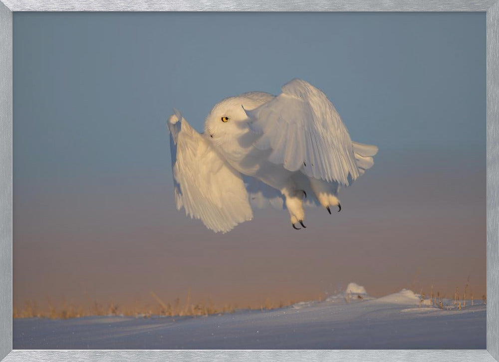 Snowy Owl Poster