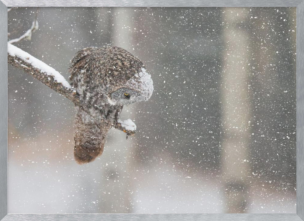 Huntting in The Snow Poster