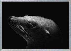 Sea Lion Poster