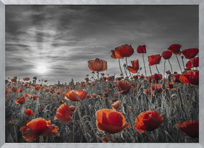 Poppies in the sunset | colorkey Poster