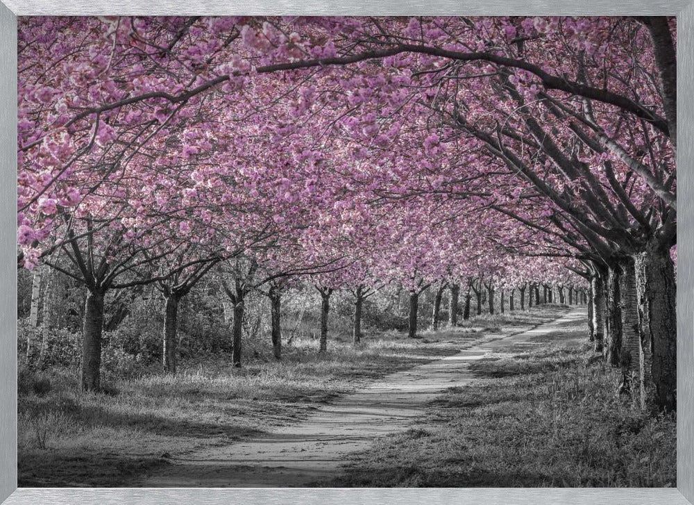 Charming cherry blossom alley in pink Poster