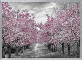 Charming cherry blossom alley Poster