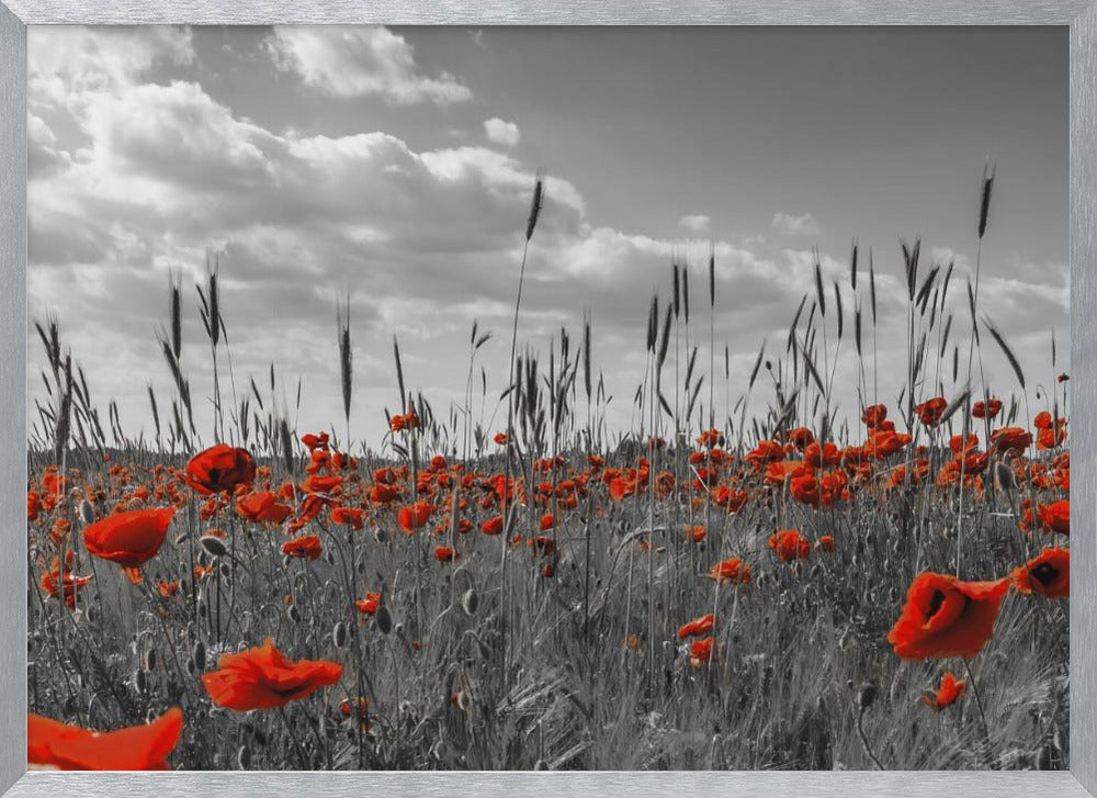 Field of poppies in colorkey Poster