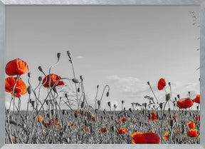 Lovely Poppy Field | panoramic view Poster