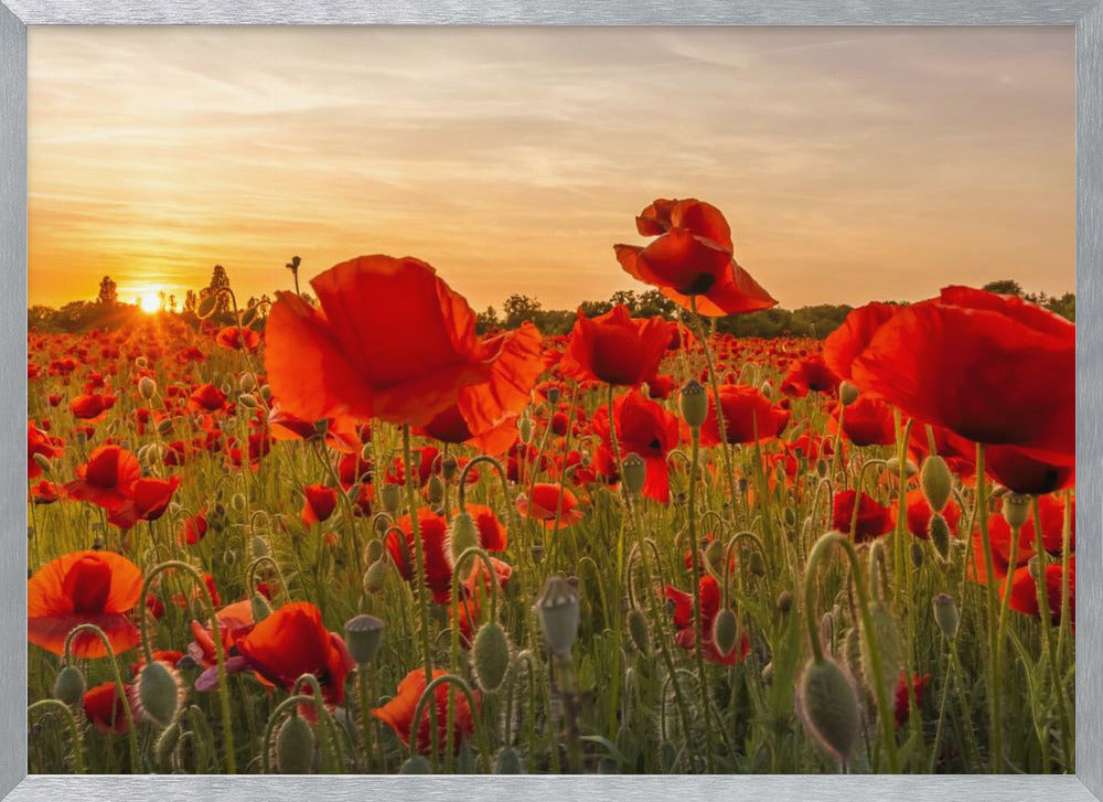 Setting sun in field of poppies | Panoramic Poster