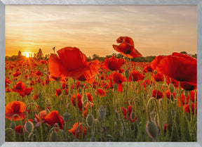 Setting sun in field of poppies | Panoramic Poster