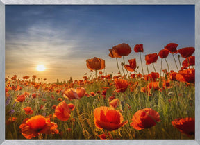 Poppies in the sunset Poster