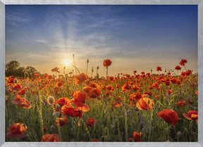 Poppy idyll in sunset Poster