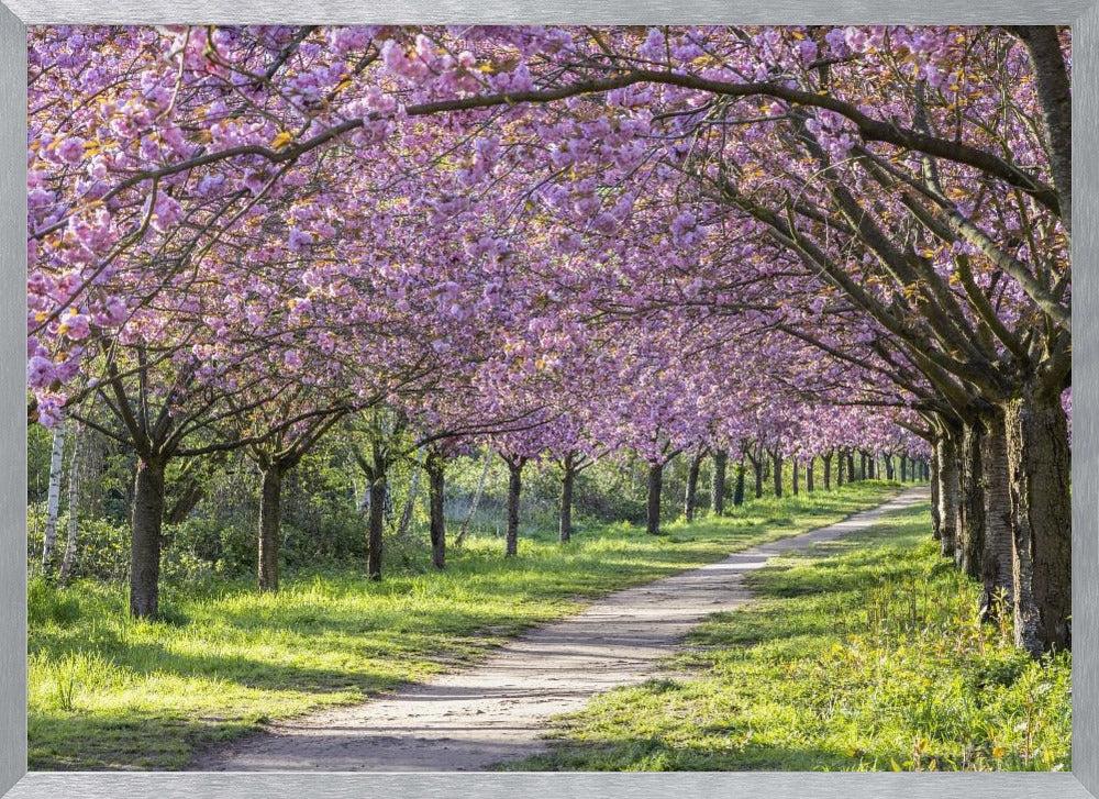 Idyllic cherry blossom alley Poster