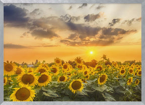 Sunflower field at sunset | Panoramic View Poster