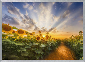 Path through the sunflower field Poster