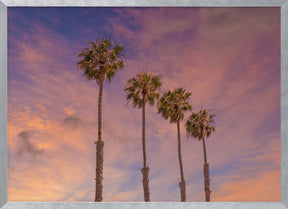 Palm trees - Idyllic sunset Poster