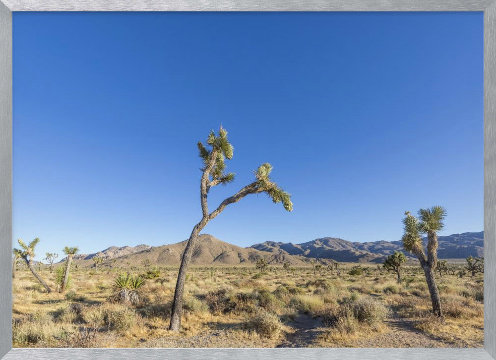 Joshua Tree National Park Impression Poster