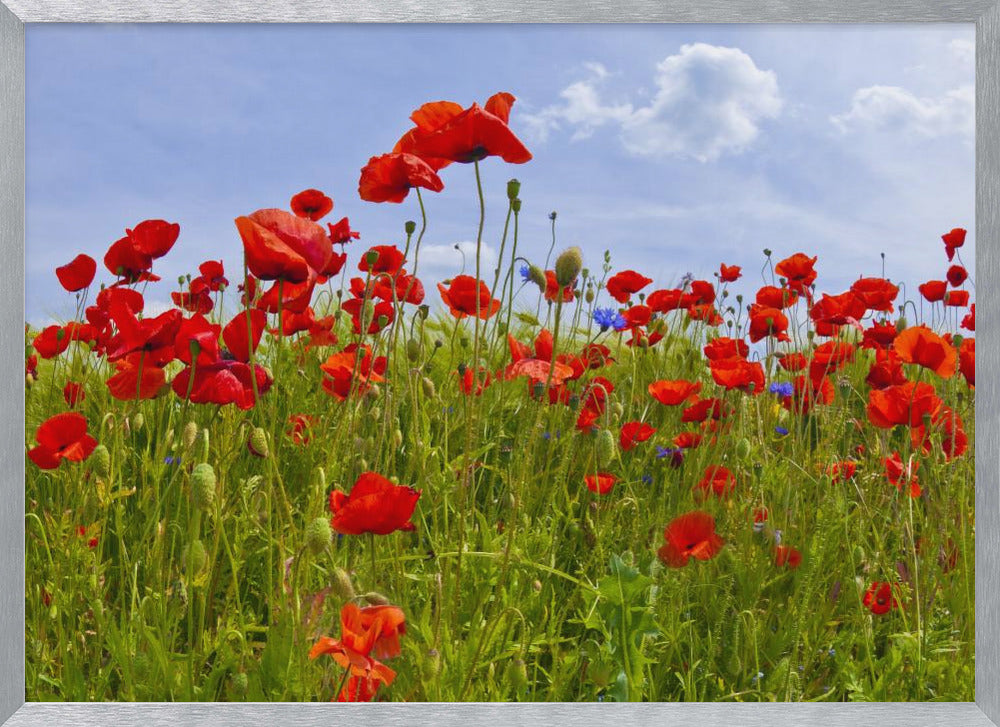 Field of Poppies | panoramic view Poster