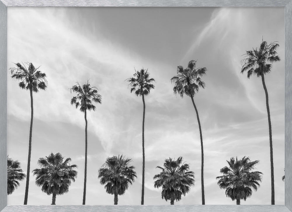 Palm Trees in La Jolla, California Poster