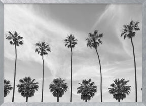 Palm Trees in La Jolla, California Poster