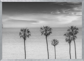 Lovely Palm Trees at the Ocean | monochrome Poster