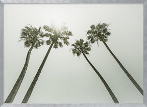 Lovely vintage palm trees in the sun Poster