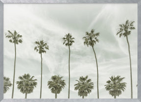 California vintage palm trees Poster