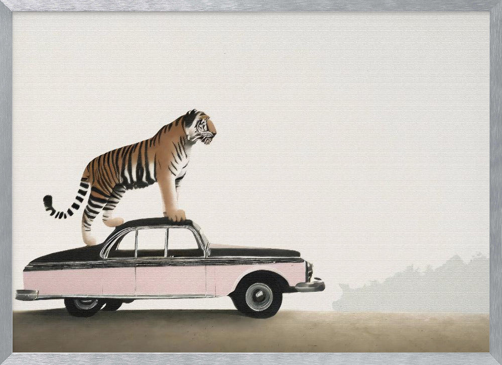 Tiger om a car roof Poster