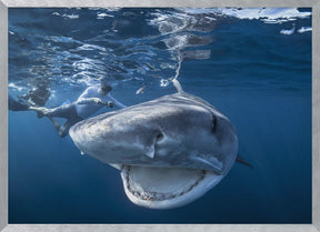 Very close up of Tiger Shark Poster