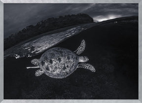 Monochrone, Split Level and Green Sea Turtle Poster