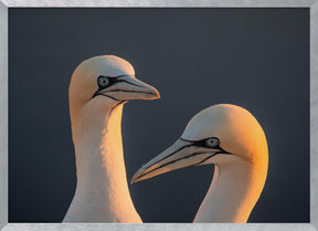 Northern gannet Poster