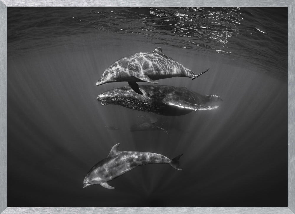 Dolphins with Black and whale Poster