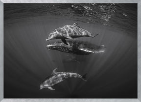 Dolphins with Black and whale Poster