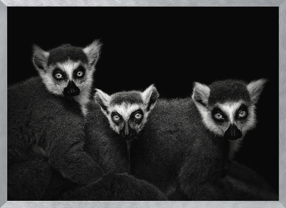 Lemur Trio Poster