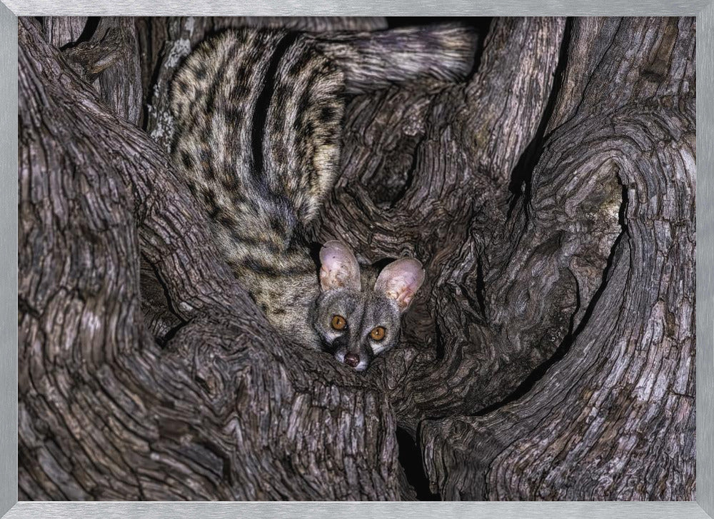 Small Spotted Genet Poster