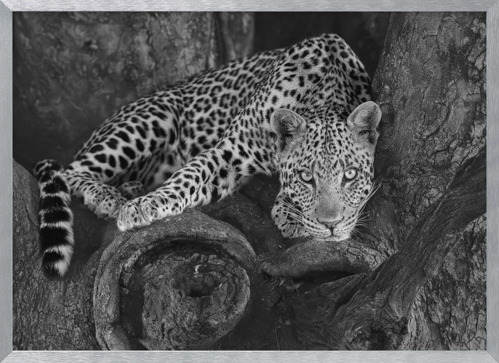 Leopard on A Tree Poster