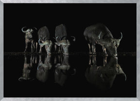 Buffalos at The Night Poster